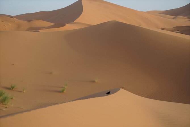 Overnight Desert Tours from Fez to Fez - Dinner and breakfast: what’s included, and how lunch works