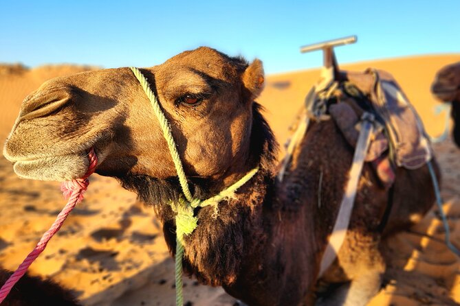 Overnight Experience from Merzouga in Dunes of Erg Chebbi - Deluxe Berber camp: mint tea, tagine dinner, and drum night