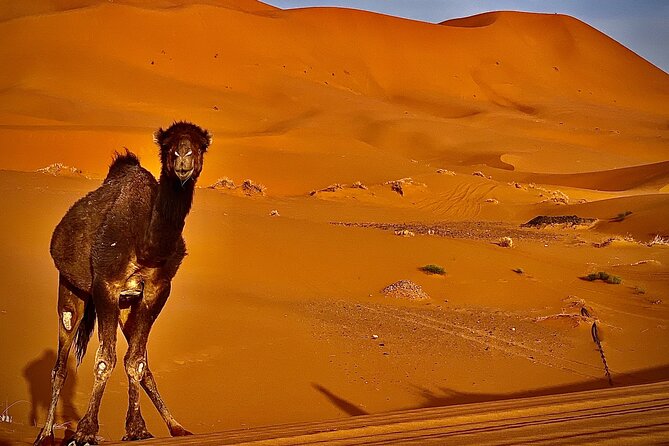 Overnight stay in desert camp & Camel trekking in the Sahara - Price and logistics: what $69.79 gets you (and what it doesn’t)