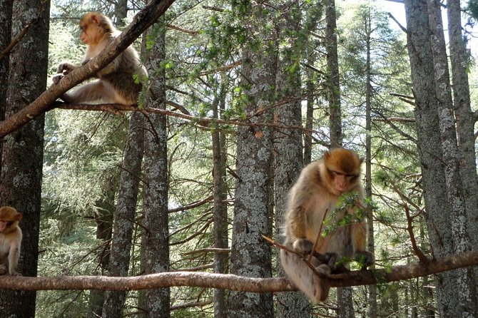 Overnight Tour From Fes to Sahara Desert - Ifrane and Azrou: Mountain Stops That Break Up the Long Ride