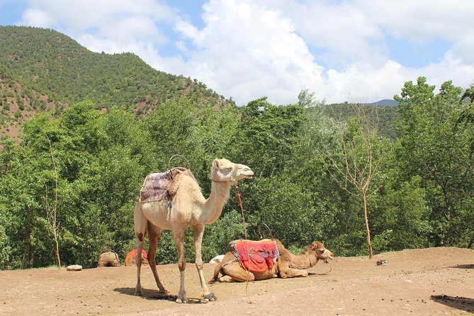 Premium Atlas Mountains & Berber Village Day Trip with Camel Ride - Imlil and the short trek: terraces, villages, and mountain walking