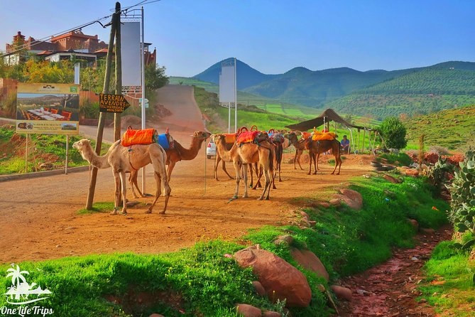 Private Atlas Mountains Day Trip - The High Atlas Drive: Where the Views Start Early
