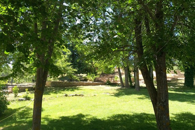 Private Berber Middle Atlas Day Trip From Fez - Azrou’s cedar forest and the monkey forest moments