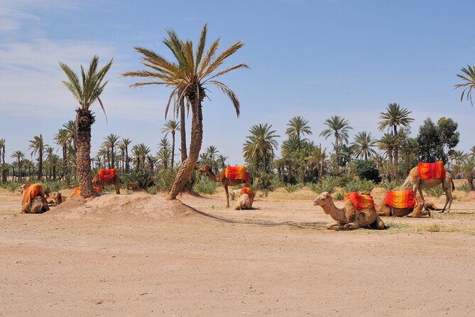 Private Camel Ride in Agafay Desert with Dinner Included - Price and value: what $82.46 buys for an evening program