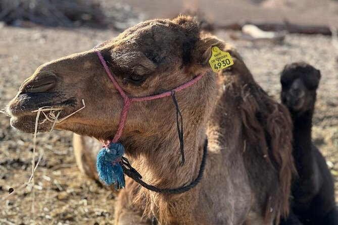 Private Camel Ride in Agafay Desert with Dinner Included - Private camel ride: sunset colors and slow desert motion