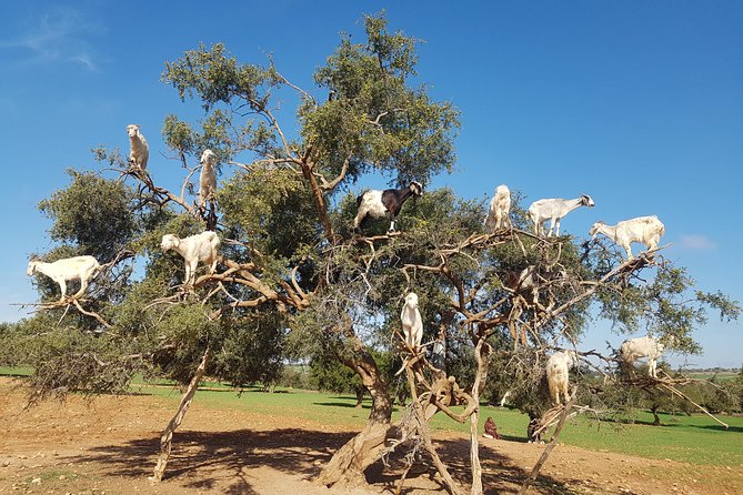 Private Day Trip from Marrakech to Essaouira City - Pickup at 8:00 and the ride that actually matters
