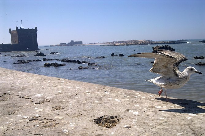 Private Day Trip from Marrakech to Essaouira City - Harbor views, blue boats, and the constant soundtrack of the coast