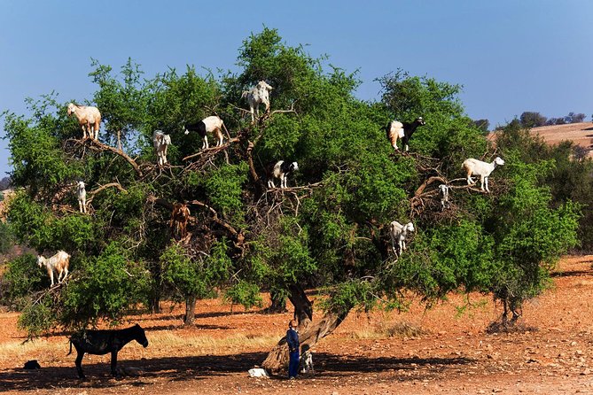 Private Day Trip to Essaouira and Argan Forest from Marrakech - Key highlights you’ll care about