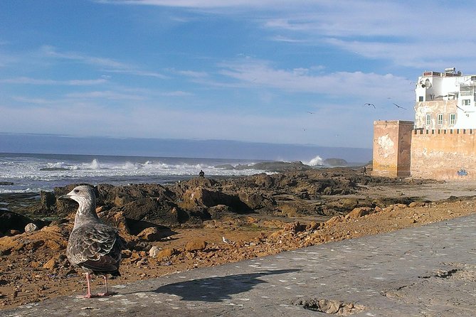 Private Day Trip to Essaouira and Argan Forest from Marrakech - Fish lunch by the port: what’s included, what you pay for, and how to handle dietary needs