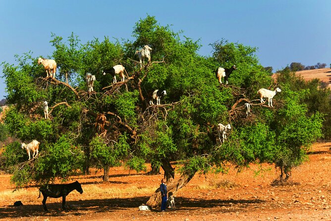 Private Day Trip to Essaouira and Argan Forest from Marrakech - Stop 1: Women’s Argan Cooperative, where you see the process end-to-end