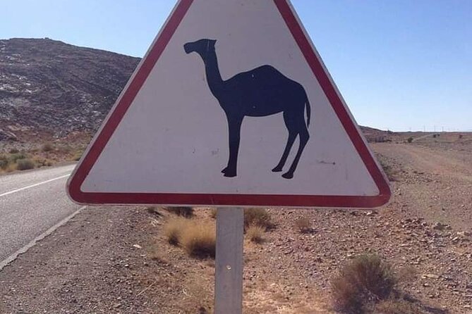 Private Day Trip to Marrakech from Casablanca - La Palmeraie camel ride: the most fun kind of guided break