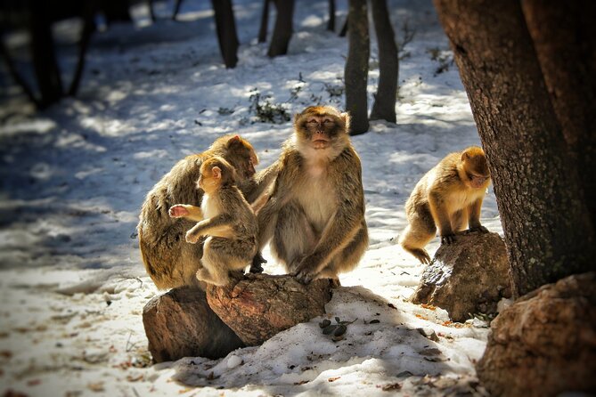 Private Day Trip to Middle Atlas from Fes - Azrou and the Middle Atlas forest: Berber crafts, cave dwellings, and monkeys