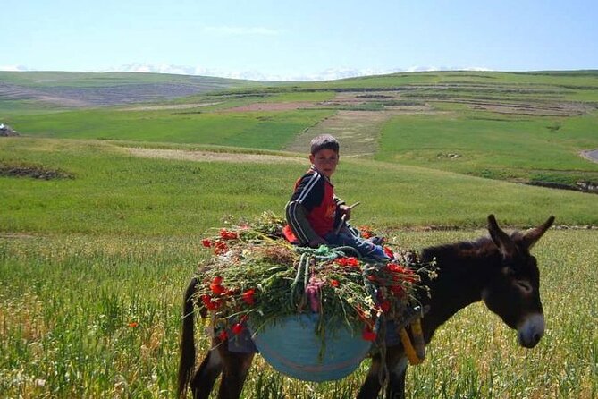 Private Day Trip to the High Atlas Mountains from Marrakech - Price and value: is $93.49 per person fair for this day?