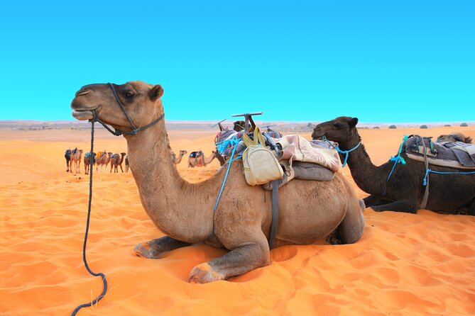 Private Driver for a full day in Marrakech - What the private vehicle really buys you in the real world