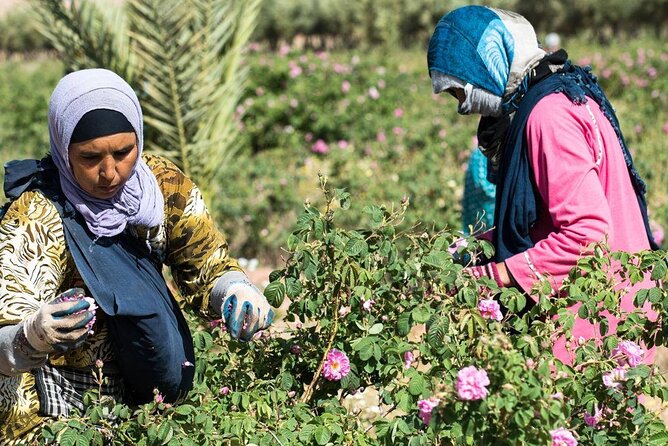 Private Excursion from Ouarzazate to Gorges Dades, Valley of Roses and Skoura - Goges du Dadès and the Boulemane Dades guided walk