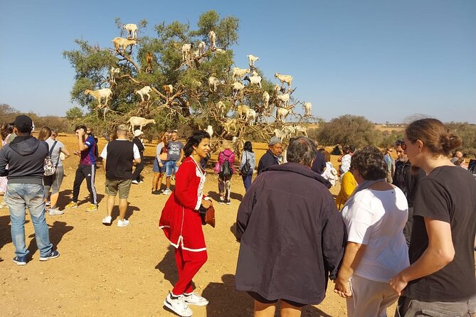 Private Full Day Tour to Essaouira from Marrakesh - Urban art in Essaouira: why it feels different here