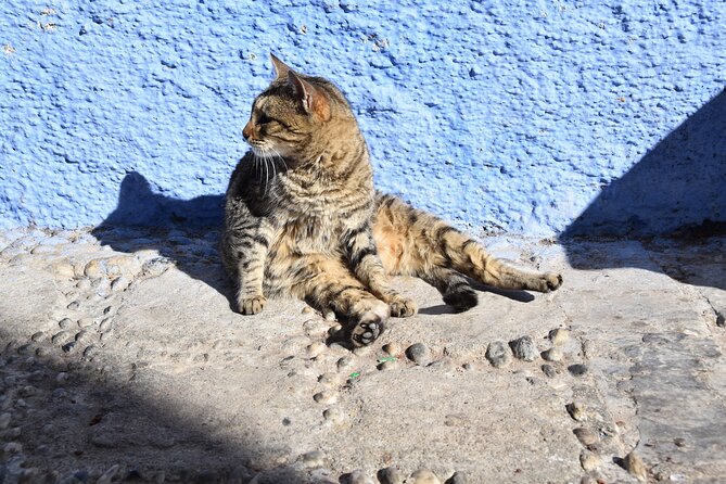Private Full Day Trip To Chefchaouen From Fez - Cemetery stop, Kasbah Museum, and the city’s power centers