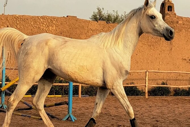 Private horseback ride in the Palmeraie of Marrakech - Getting to the Palmeraie: The Part That Sets the Tone