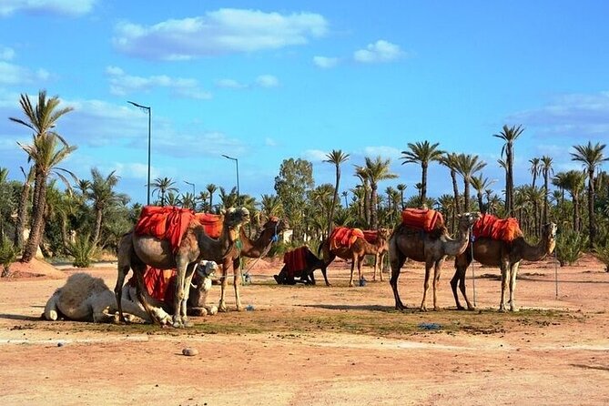 Private Marrakech Day Trip from Casablanca with Free Camel Ride - Medina of Marrakech plus Bahia Palace: where your patience pays off