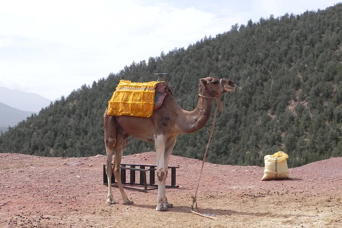 Private Ourika valley and Atlas Mountains day trip from Marrakech - Logistics That Matter: Timing, Weather, and Comfort