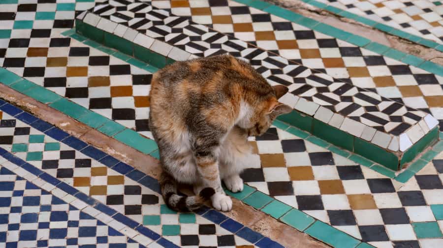 Private Tour: Half-Day Sightseeing Tour of Marrakech - Price and Value: What $95 Buys in Marrakech