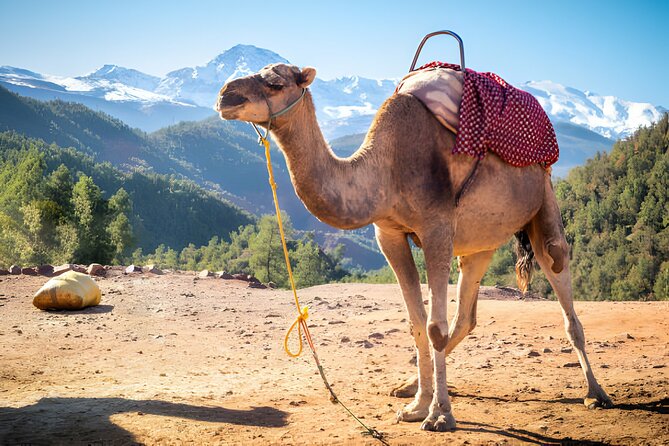 Private Tour Ourika Valley & Atlas Mountains - Atlas Mountains View: why those passes matter for more than photos