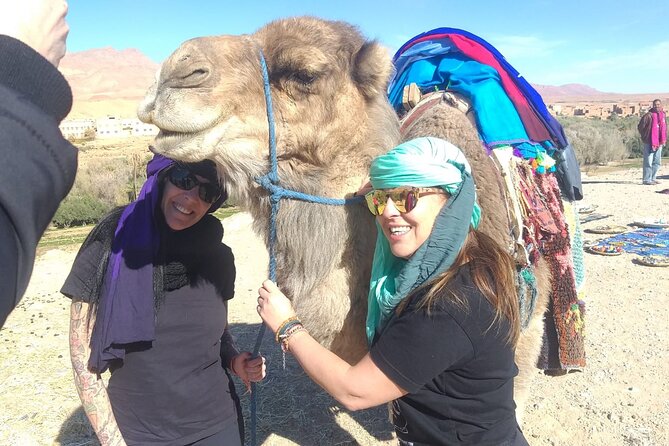 Private Transport from Chefchaouen to Tangier - Price and Value: $151.21 Per Group Up to Two