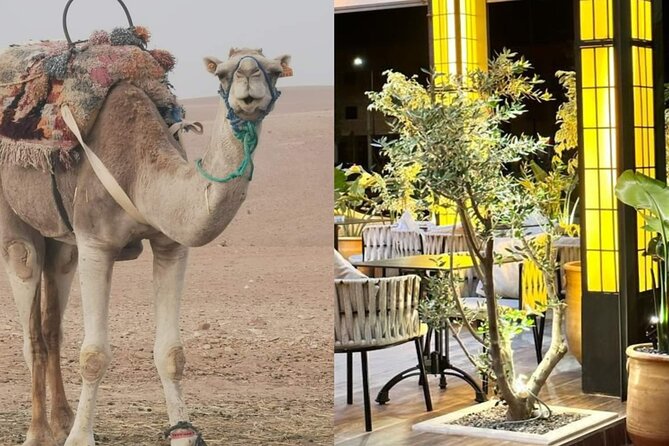 Quad bike & Camel ride Agafay & dinner at Chouf L’Or Restaurant - Key Things That Make This Agafay Combo Worth It