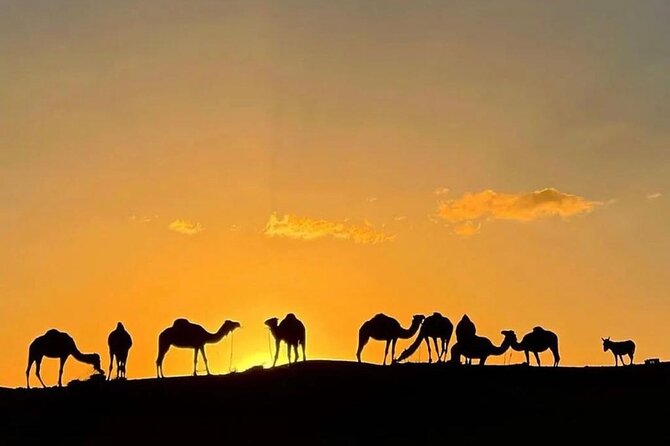Quad Bike & Camel Ride & Dinner Show In Agafay Desert - Quad Bike in the Dunes: Fun Speed With Real Rules