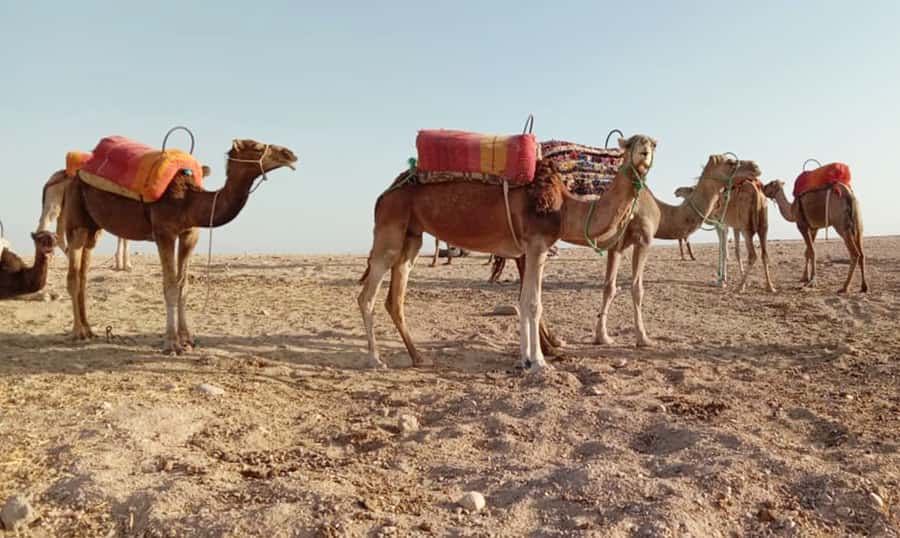 Quad bike & Camel ride in Agafay with dinner at Chouf L’or - Camel ride at sunset: calm speed, wide views