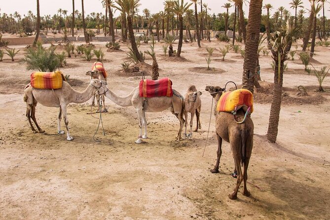 Quad Bike Experience at the Palmeraie Marrakesh - Key highlights you’ll feel right away