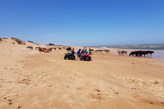 Quad day with south Essaouira meal 6h(free transfer) - Lunch with fish, chicken, meat, or vegetarian options