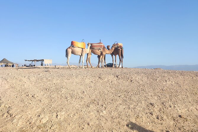 Quad excursion to the Agafay desert near Marrakech - Stop in Agafay: camel time and the desert “quiet”