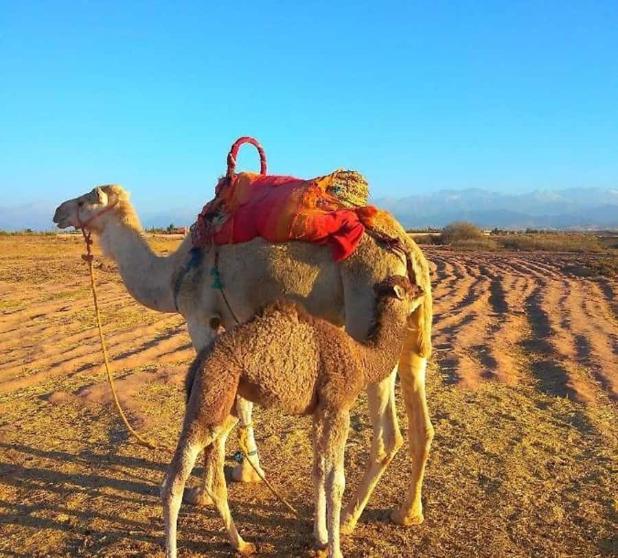 Romantic Dinner & Camel Ride In Agafay Desert - The nomad camp dinner: mint tea, pasties, and Moroccan comfort food