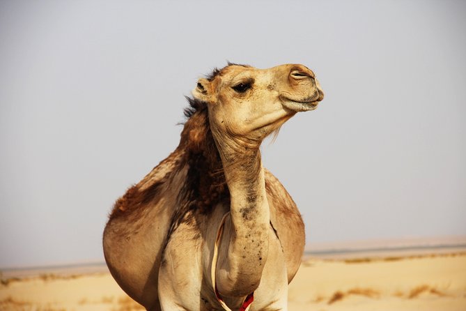 Sahara Desert Tour - 2 Days - Fez to Marrakech OR Return to Fez - Fez to the Sahara: What This Tour Feels Like Day One