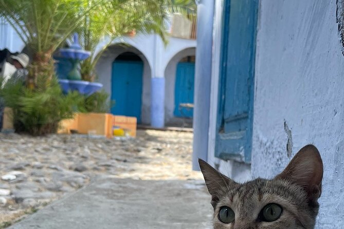 Sails & Souks: Day Tour from Tarifa to Tangier - Chefchaouen’s blue medina: a guided stroll with breathing room