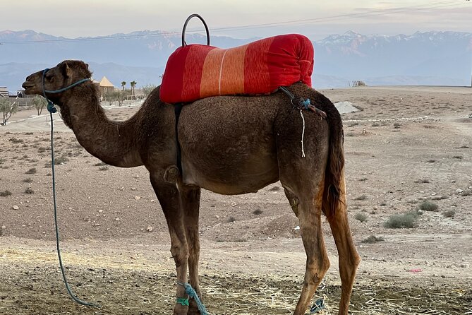 Shared Full-Day Trip to Essaouira from Marrakech - Essaouira arrival and the second cooperative stop