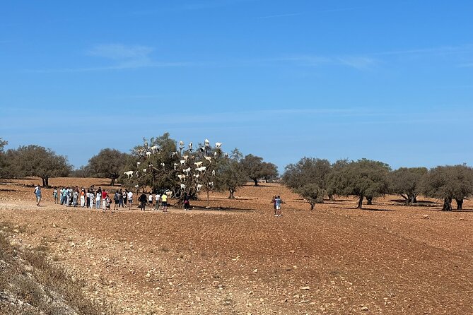 Shared Full-Day Trip to Essaouira from Marrakech - Price and value: what $69.50 really covers
