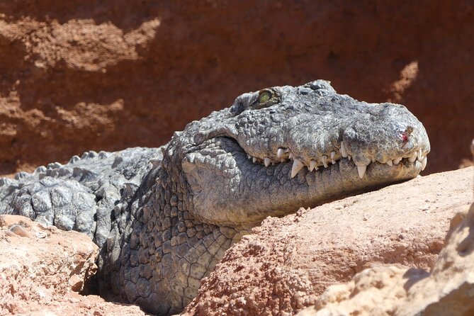 Skip the Line Ticket to Crocoparc with Optional Transfert - Entering Crocoparc: Gardens First, Crocodiles Always in Sight
