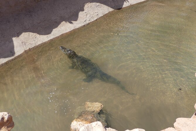 Skip the Line Ticket to Crocoparc with Optional Transfert - Crocodile Viewing: Feeding Moments and a Tunnel Close-Up