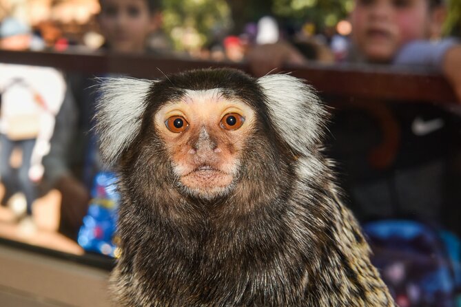 Skip the Line Ticket to Crocoparc with Optional Transfert - Food, Wi-Fi, and the End-of-Route Comfort Zone
