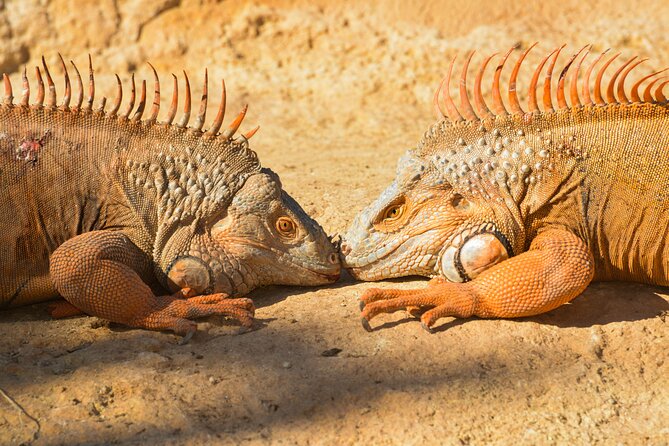 Skip the Line Ticket to Crocoparc with Optional Transfert - What the 1–3 Hour Visit Really Looks Like