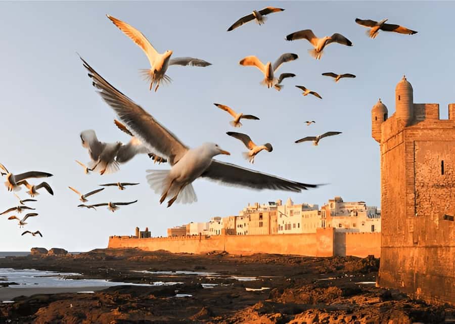 Small-Group Day Trip from Marrakech to Essaouira Mogador - Why This Marrakech to Essaouira Trip Works Without Stress