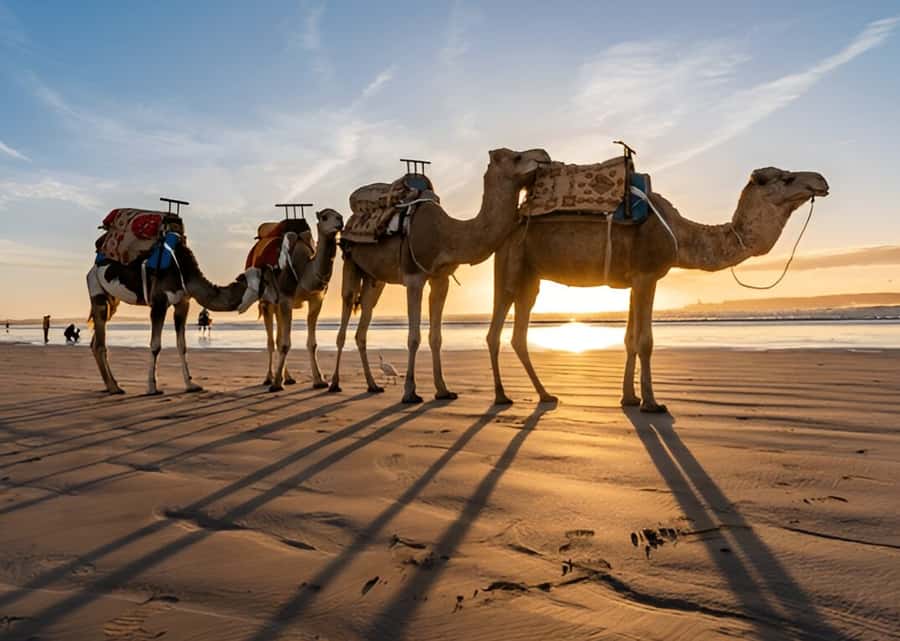 Small-Group Day Trip from Marrakech to Essaouira Mogador - Four Hours in the Medina: How to Prioritize Without Getting Lost