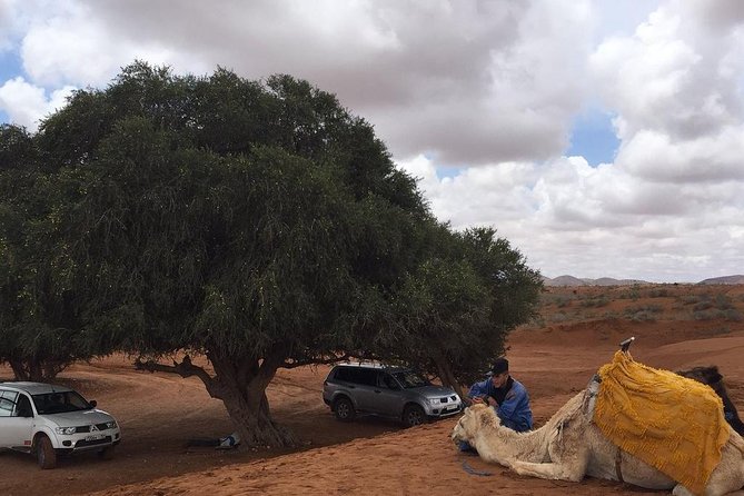 SMALL SAHARA & SILVER CITY- MASSA & TIZNIT IN 4x4 WITH LUNCH IN BERBER STYLE - Souss Massa National Park: A Short Nature Break With Photo Time