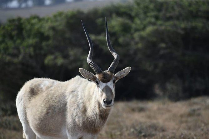 Souss Massa National Park Excursion – Wildlife & Safari Tour - Key things to know before you go