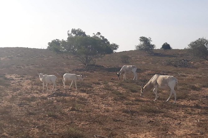 Souss Massa National Park Excursion – Wildlife & Safari Tour - A 4x4 Morning Into Souss Massa From Agadir
