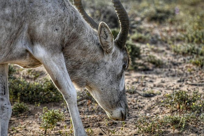 Souss Massa National Park Excursion – Wildlife & Safari Tour - Souss Massa National Park: dunes, wetlands, and species spotting