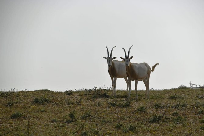 Souss Massa National Park Excursion – Wildlife & Safari Tour - Stop inside the park: what your 4x4 time is like