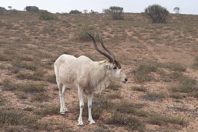 Souss Massa National Park Excursion – Wildlife & Safari Tour - The guide and small-group feel: practical benefits for real sightings